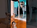 #dogtraining Please help me subscribe, thank you.