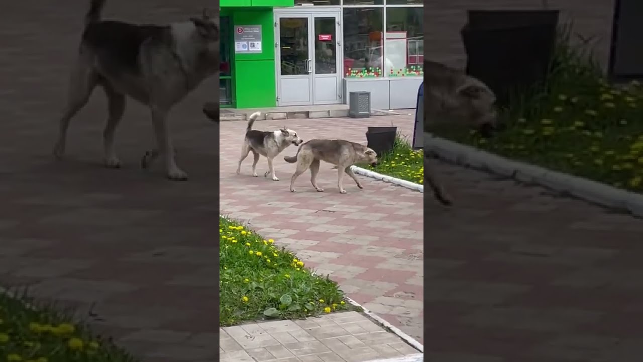 Feral dog attacks my town every day