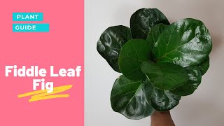 Ficus Lyrata (Fiddle Leaf Fig) Care Guide | All you need to know