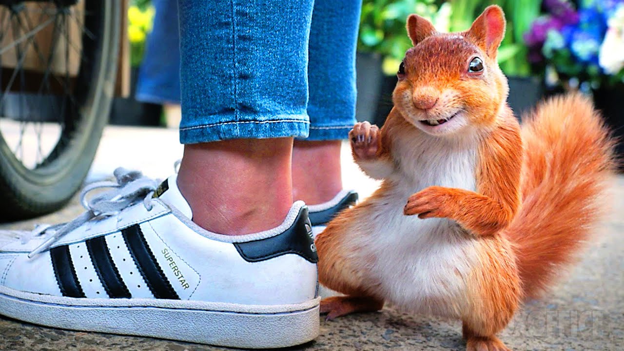 ウサギとリスは、この女の子を追い払わなければならない！| ピーター