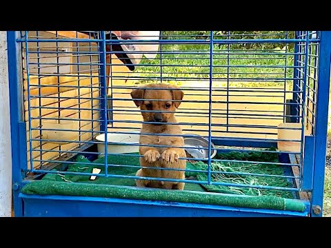 Video: Pet Sangkar: Dog Shelter Mengamalkan 8 Puppies Terbiar, Mama Lemur Lama Pastikan Bayi Lebih Selamat