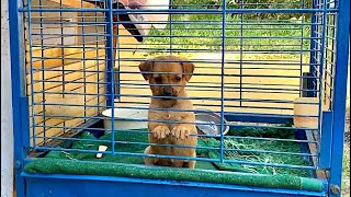 Little puppy that lived in a bird cage got a loving family