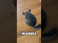 Шиншилла — милашка, которая купается в песке! #шиншила