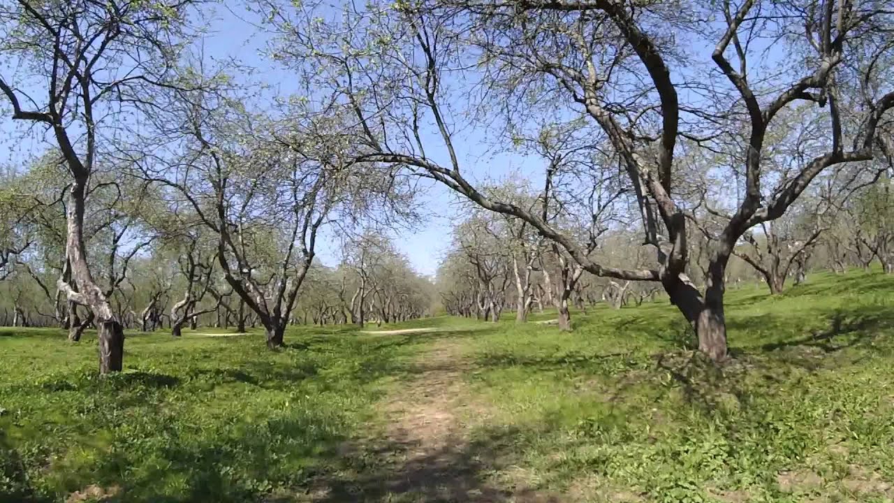 яблоневый сад фото смотреть