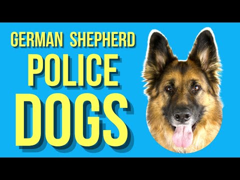 Why Are German Shepherds Used As Police Dogs?