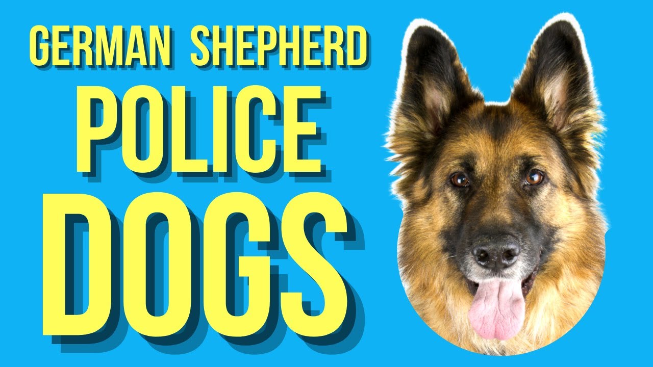 what type of dog are police dogs