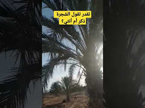 تقدر تقول الشجرة ذكر أم أنثي