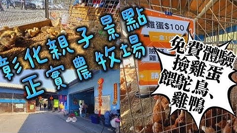 彰化亲子景点，正实农牧场，CP值超高，可以免费体验捡鸡蛋，喂鸵鸟、鸡、鸭、鹦鹉、抱小鸡，还有十几种小动物可以观赏，亲近动物、玩农场设施！十分有趣。 - 天天要闻