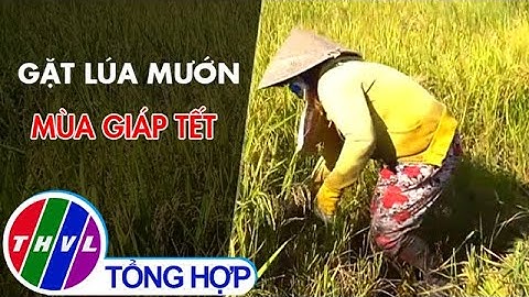 Gặt lúa mướn mùa giáp Tết