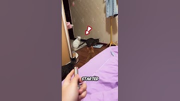 Cat Turns Off Light with Laser 😯