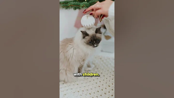 Watch the video about Top 5 Family-Friendly Cat Breeds || #catlovers #catbreeds #shorts