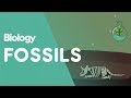 Fossils and Their Role in Understanding Life's History