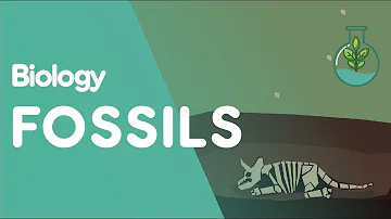 Hur bildas fossil olja?