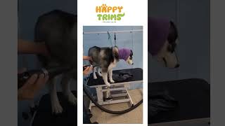 Pretty in Pink: Husky Glow-Up 💕✨ #happydog #dogvideos #doggielife