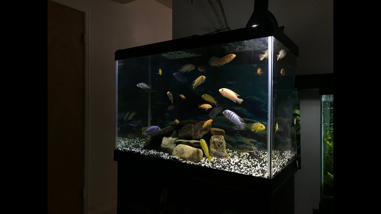 Mbuna African Cichlids New Rock Cave 65 Gallon Setup YouTube