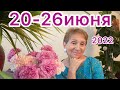 🔴 20 - 26 июня 2022 🔴 Держи в секретe свои планы…. до тех пор пока…… от Розанна Княжанская