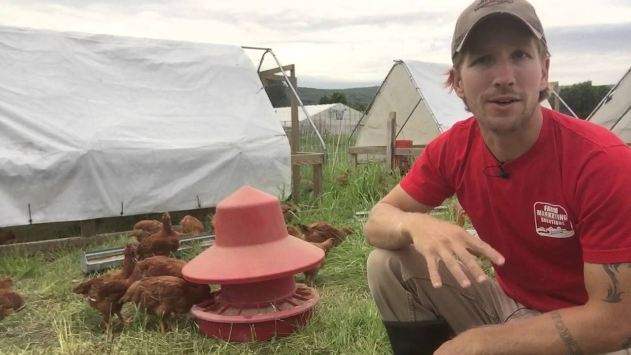 Chicken Breeds for Meat on Pasture