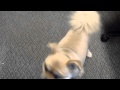 Meet Rudy a Pomeranian currently available for adoption at Petango.com! 8/8/2012 2:08:23 PM