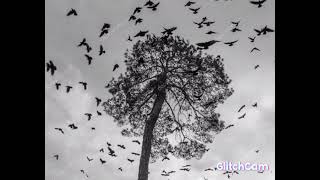 Mono Inc  Where The Raven Flies Sub Espaol 