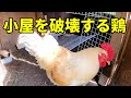 【決断】オス鶏を強制的に隔離する飼育はもうやめる!【鶏飼育】 111話目