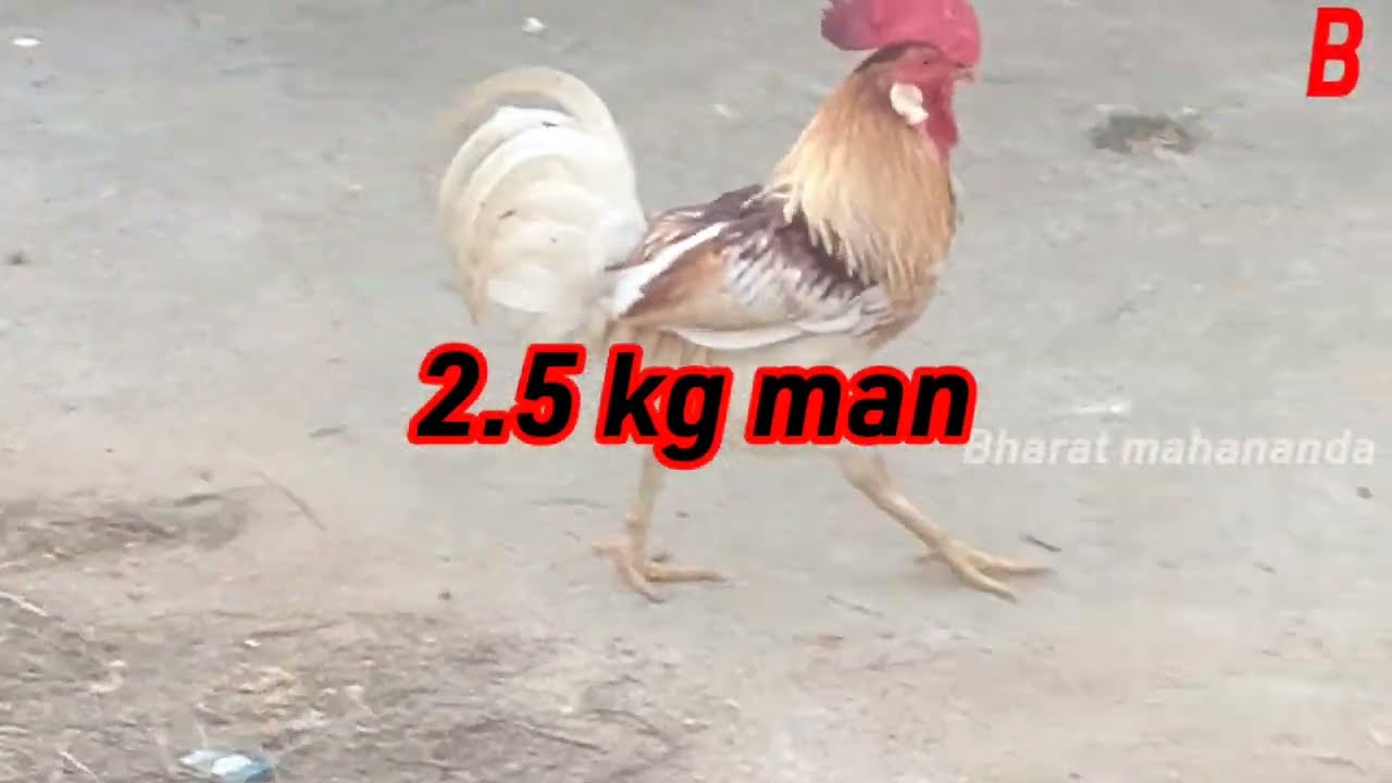 desi Farm desi Farm Near Me desi Kukudachasa desi Poultry desi Farm desi Farm Near Me desi Kukudachasa desi Poultry