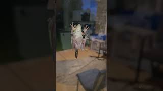 Ever Seen A Frog Poop???