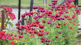 Renovating An Old Garden Bed With Poppies