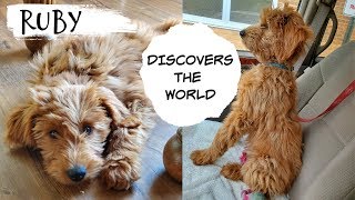 Puppy Reacts to Water | Goldendoodle Firsts