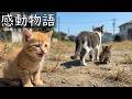 家族を待ち続けた子猫、しかし家族は帰ってこず【猫感動物語】