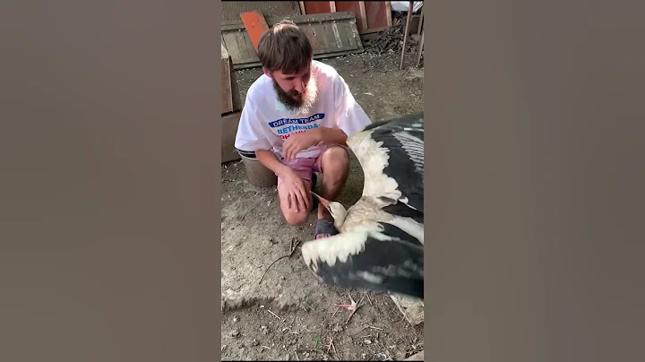 Stork Birds Fly High Again After Being Rescued! - DayDayNews