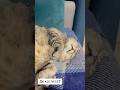 Де котлета ? #котик #котлета