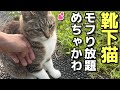 めちゃかわいい靴下猫ちゃんを思う存分もふりまくってみた😸（野良猫•地域猫）🐈