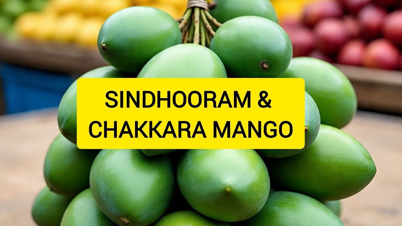 𝗧𝗪𝗢 𝗩𝗔𝗥𝗜𝗘𝗧𝗜𝗘𝗦 𝗢𝗙 𝗠𝗔𝗡𝗚𝗢𝗘𝗦 #fruit #mango #tree #sweet #yellow #red 