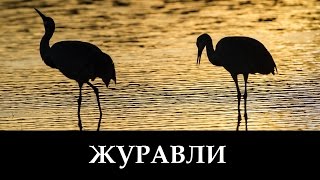 Русавуки "Журавли" - Далеко Журавли Улетели (клип)