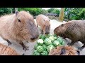 大量のスイカで作ったピラミッドを、大量のカピバラで食す【ASMR】 Capybara eat thinned watermelon