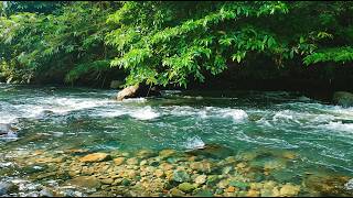 Soft River Flow | No Talking No Music | Sleep & Relax Cozy Ember ASMR 🌿