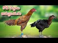 #KVR BREEDES#9398257551#bhimavaram chicks#peru cross chicks#chicks#patta punju#birds#chicken#viral