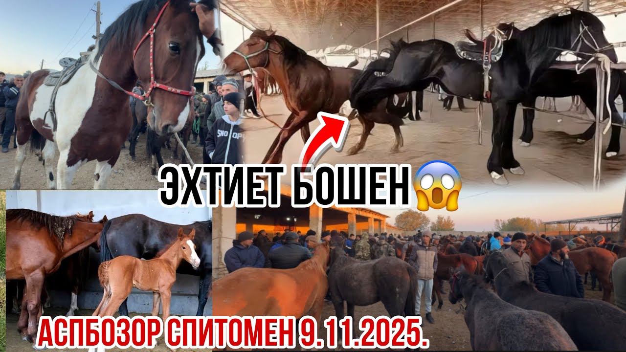 Аспбозоо барои мухлисом 👍👍👍 9 ноября 2025 г.