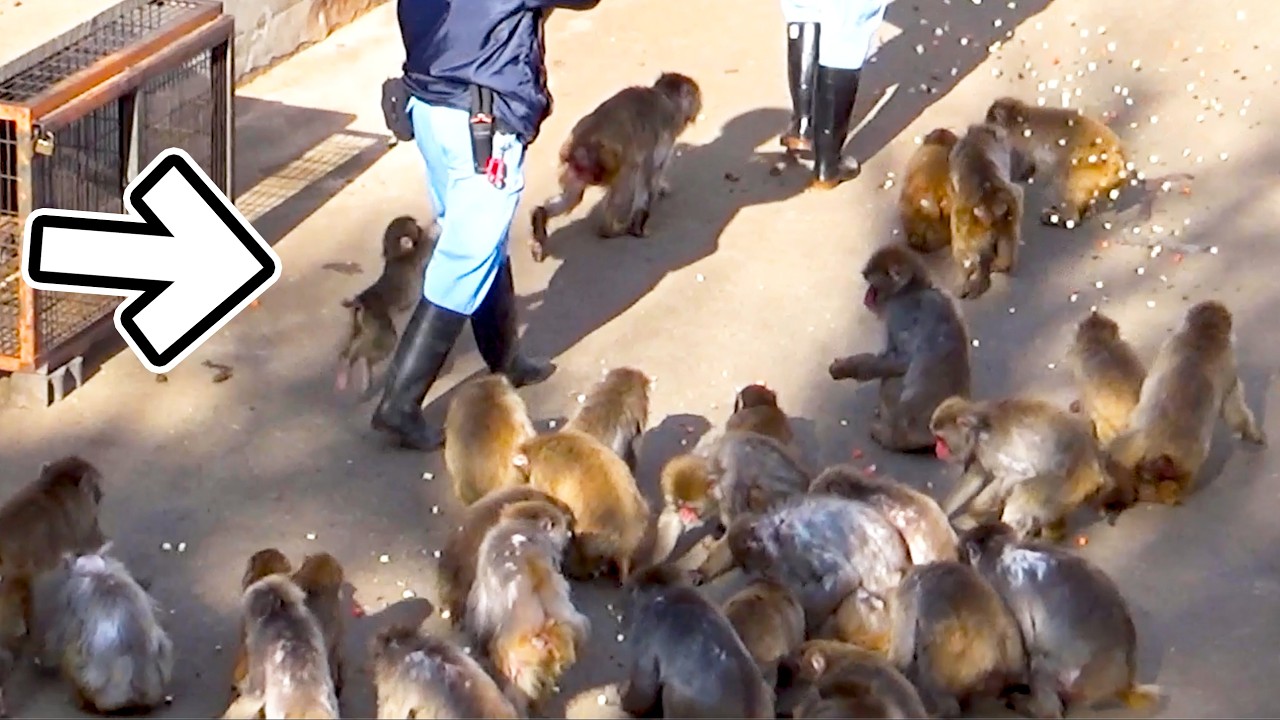 Punch Dashes, Jumps on His Favorite Keeper and Climbs Up