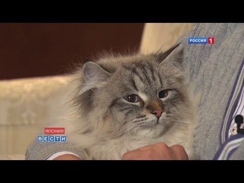 Кот Путина обрёл хозяина в Японии