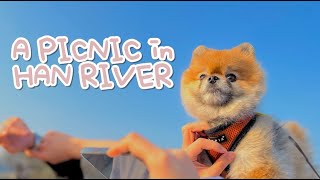 🐾Pomeranians in Seoul 🐾 *한강 브이로그) A Spontaneous Picnic in Han River #피크닉