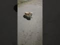#animais #shtos #youtubeshorts #gatos #pets # viral #