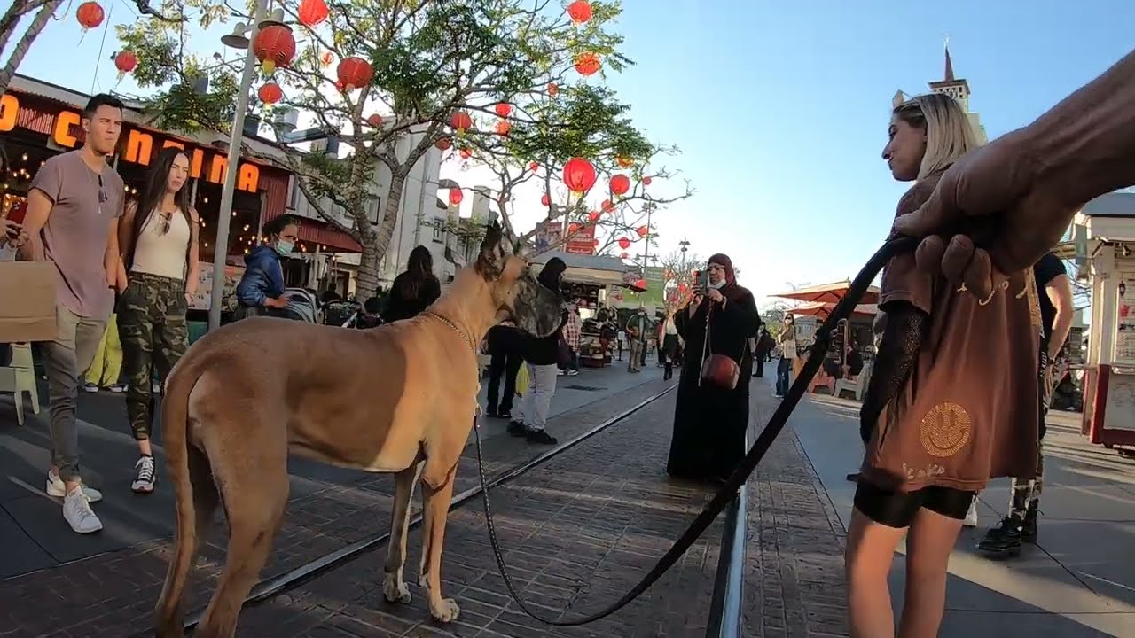 Cash 2.0 Great Dane at The Grove and Farmers Market in Los Angeles (part 3)