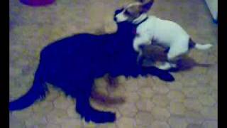 Gordon Setter Jack Rusell Terier Playing Together
