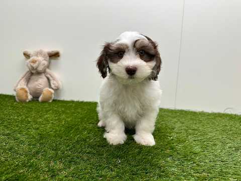 Video Bichon Havanais