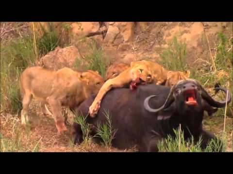 Image result for lions closing in on water buffalo