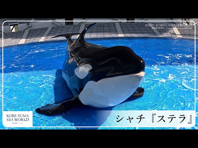 神戸須磨シーワールド】シャチ「ステラ」 - YouTube