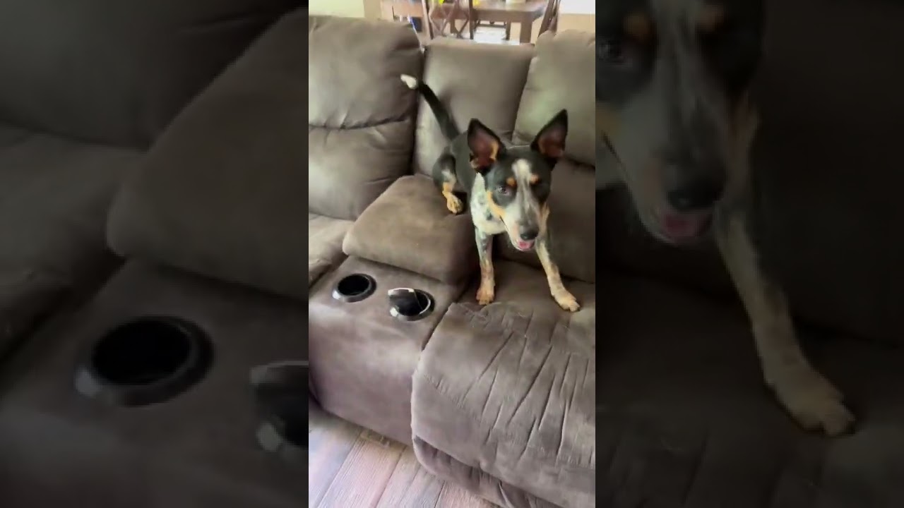Cattle dog puppy does trick while sitting on couch blue heeler