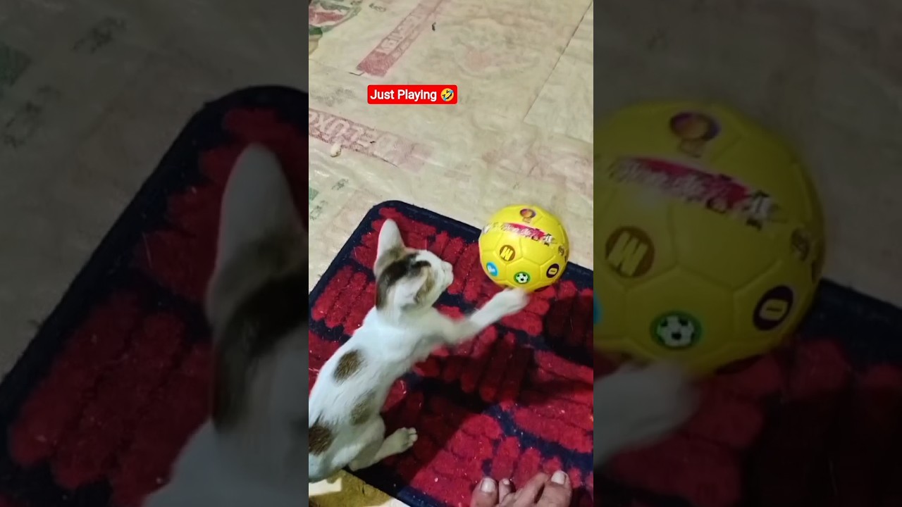 CAT' Masterpiece Of Action 🤣Try to Not Laughter 😸#cat #funnyanimal #funnypet #pets #shorts