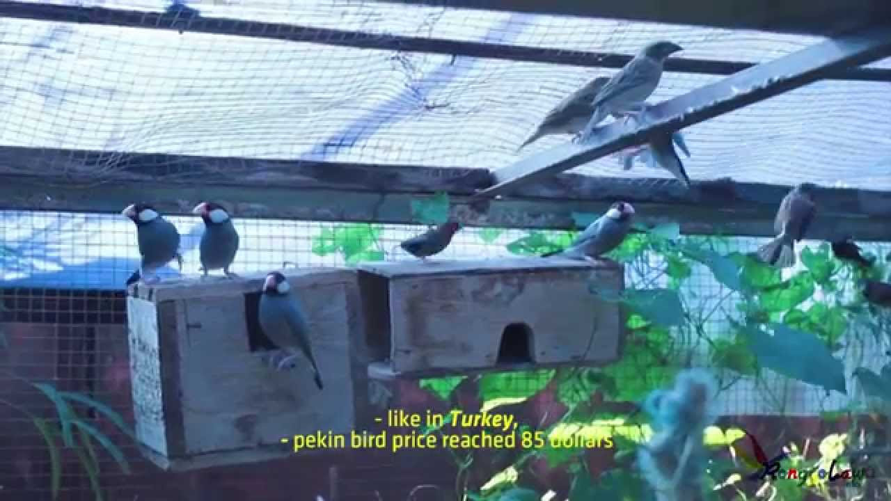 SUARA BURUNG : Ternak Gelatik Jawa (Java Sparrow)